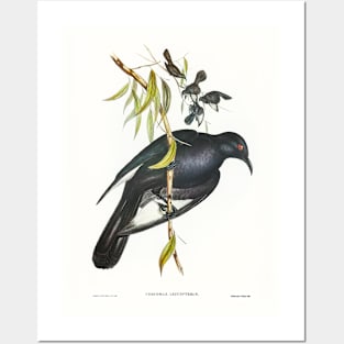 White-winged Chough Posters and Art